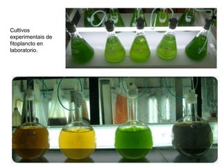 Cultivos
experimentais de
fitoplancto en
laboratorio.
 
