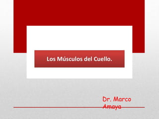 Dr. Marco
Amaya
 