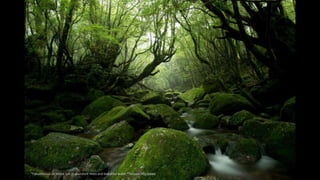 "Yakushima is an island full of abundant moss and beautiful water."Tetsuya Hosokawa
 