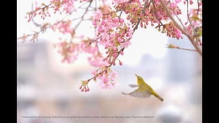 "I expressed the visit of spring. Wild birds are also gathering for delicious honey. Okayama-shi, Okayama, Japan."Hayashid...