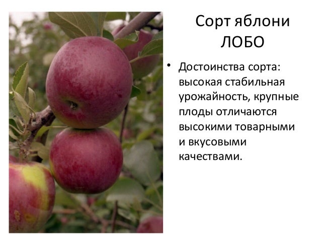 яблоки сорта лобо фото онлайн яблоки сорта лобо фото