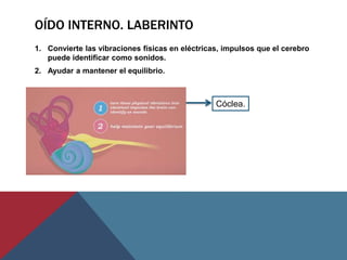 OÍDO INTERNO. LABERINTO
1. Convierte las vibraciones físicas en eléctricas, impulsos que el cerebro
puede identificar como sonidos.
2. Ayudar a mantener el equilibrio.
Cóclea.
 