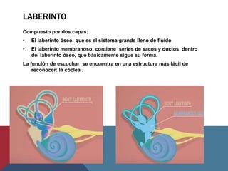 LABERINTO
Compuesto por dos capas:
• El laberinto óseo: que es el sistema grande lleno de fluido
• El laberinto membranoso: contiene series de sacos y ductos dentro
del laberinto óseo, que básicamente sigue su forma.
La función de escuchar se encuentra en una estructura más fácil de
reconocer: la cóclea .
 