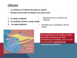 CÓCLEA
• La cóclea es un sistema de tubos en espiral.
• Consta de tres tubos enrollados uno junto a otro:
1. la rampa vestibular:
2. el conducto coclear o rampa media
3. la rampa timpánica.
Separados por la membrana de
Reissner
Divididos por la membrana o lámina
basilar.
Si seccionamos a la cóclea se vería
que está compuesta por tres
membranas principales, que a su vez
se encuentran separadas por
membranas sensitivas.
 