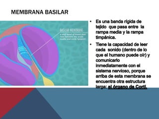 MEMBRANA BASILAR
 