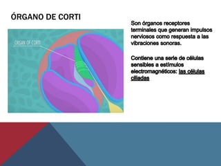 ÓRGANO DE CORTI
 