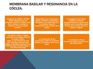 MEMBRANA BASILAR Y RESONANCIA EN LA
CÓCLEA.
Contiene de 20.000 a 30.000
fibras basilares que se
proyectan desde el centro óseo
de la cóclea, el modíolo o
columela, hacia su pared
externa.
Estas fibras son estructuras
rígidas, elásticas, parecidas a
lengüetas, que están fijas por
su extremo basal al
componente óseo central de la
cóclea.
La longitud de las fibras
basilares aumenta
progresivamente a partir de la
ventana oval en sentido desde
la base de la cóclea hacia su
vértice o cúpula
Las fibras cortas y rígidas
cercanas a la ventana oval de
la cóclea vibran
mejor a una frecuencia muy
alta, mientras que las fibras
largas y flexibles próximas a su
extremo final lo hacen mejor a
una frecuencia baja
La resonancia de las
frecuencias altas en la lámina
basilar se produce cerca de su
base.
La resonancia de las
frecuencias bajas sucede cerca
del helicotrema
 