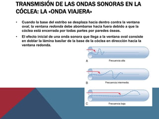 TRANSMISIÓN DE LAS ONDAS SONORAS EN LA
CÓCLEA: LA «ONDA VIAJERA»
• Cuando la base del estribo se desplaza hacia dentro contra la ventana
oval, la ventana redonda debe abombarse hacia fuera debido a que la
cóclea está encerrada por todas partes por paredes óseas.
• El efecto inicial de una onda sonora que llega a la ventana oval consiste
en doblar la lámina basilar de la base de la cóclea en dirección hacia la
ventana redonda.
 