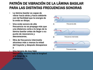PATRÓN DE VIBRACIÓN DE LA LÁMINA BASILAR
PARA LAS DISTINTAS FRECUENCIAS SONORAS
• La lámina basilar es capaz de
vibrar hacia atrás y hacia adelante
con tal facilidad que la energía de
la onda se disipa.
• Una onda sonora de alta
frecuencia no se propaga más que
una distancia corta a lo largo de la
lámina basilar antes de llegar a su
punto de resonancia y
desvanecerse,
• Otra de frecuencia intermedia
atraviesa más o menos la mitad
del trayecto y después desaparece
y
• Una tercera de muy baja
frecuencia recorre toda la longitud
a lo largo de la
membrana.
 