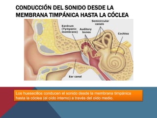 CONDUCCIÓN DEL SONIDO DESDE LA
MEMBRANA TIMPÁNICA HASTA LA CÓCLEA
Los huesecillos conducen el sonido desde la membrana timpánica
hasta la cóclea (el oído interno) a través del oído medio.
 