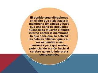 El sonido crea vibraciones
en el aire que viaja hacia la
membrana timpánica y hace
que una serie de pequeños
huesecillos muevan el fluido
interno contra la membrana,
lo que hace que se activen
las células ciliadas, que a su
vez estimulan a las
neuronas para que envíen
potencial de acción hacia al
cerebro quien lo interpreta
como sonido.
 