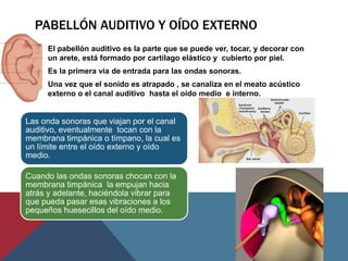 PABELLÓN AUDITIVO Y OÍDO EXTERNO
• El pabellón auditivo es la parte que se puede ver, tocar, y decorar con
un arete, está formado por cartílago elástico y cubierto por piel.
• Es la primera vía de entrada para las ondas sonoras.
• Una vez que el sonido es atrapado , se canaliza en el meato acústico
externo o el canal auditivo hasta el oído medio e interno.
Las onda sonoras que viajan por el canal
auditivo, eventualmente tocan con la
membrana timpánica o tímpano, la cual es
un límite entre el oído externo y oído
medio.
Cuando las ondas sonoras chocan con la
membrana timpánica la empujan hacia
atrás y adelante, haciéndola vibrar para
que pueda pasar esas vibraciones a los
pequeños huesecillos del oído medio.
 