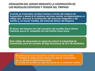 ATENUACIÓN DEL SONIDO MEDIANTE LA CONTRACCIÓN DE
LOS MÚSCULOS ESTAPEDIO Y TENSOR DEL TÍMPANO
Cuando se transmiten sonidos fuertes a través del sistema de
huesecillos y desde él al sistema nervioso central, se desencadena un
reflejo que provoca la contracción del músculo estapedio o del
estribo y, en menor medida, del músculo tensor del tímpano.
El tensor del tímpano tira del manubrio del martillo hacia dentro
mientras que el m. estapedio tira del estribo hacia fuera.
Este reflejo de atenuación es capaz de reducir la intensidad de
transmisión para los sonidos de baja frecuencia de 30 a 40 decibelios.
Se piensa que este mecanismo cumple una función doble:
1. Proteger la cóclea de las vibraciones lesivas ocasionadas
por un sonido excesivamente fuerte.
2. Ocultar los sonidos de baja frecuencia en un ambiente ruidoso
 