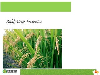 Paddy Crop -Protection
 