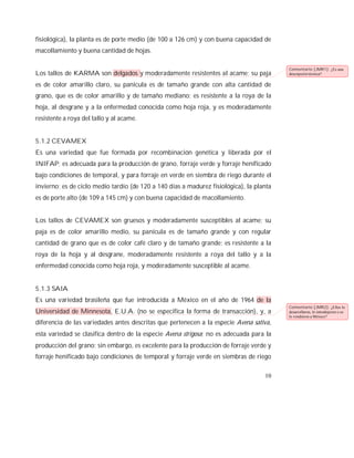 10
fisiológica), la planta es de porte medio (de 100 a 126 cm) y con buena capacidad de
macollamiento y buena cantidad de hojas.
Los tallos de KARMA son delgados y moderadamente resistentes al acame; su paja
es de color amarillo claro, su panícula es de tamaño grande con alta cantidad de
grano, que es de color amarillo y de tamaño mediano; es resistente a la roya de la
hoja, al desgrane y a la enfermedad conocida como hoja roja, y es moderadamente
resistente a roya del tallo y al acame.
5.1.2 CEVAMEX
Es una variedad que fue formada por recombinación genética y liberada por el
INIFAP; es adecuada para la producción de grano, forraje verde y forraje henificado
bajo condiciones de temporal, y para forraje en verde en siembra de riego durante el
invierno; es de ciclo medio tardío (de 120 a 140 días a madurez fisiológica), la planta
es de porte alto (de 109 a 145 cm) y con buena capacidad de macollamiento.
Los tallos de CEVAMEX son gruesos y moderadamente susceptibles al acame; su
paja es de color amarillo medio, su panícula es de tamaño grande y con regular
cantidad de grano que es de color café claro y de tamaño grande; es resistente a la
roya de la hoja y al desgrane, moderadamente resistente a roya del tallo y a la
enfermedad conocida como hoja roja, y moderadamente susceptible al acame.
5.1.3 SAIA
Es una variedad brasileña que fue introducida a México en el año de 1964 de la
Universidad de Minnesota, E.U.A. (no se especifica la forma de transacción), y, a
diferencia de las variedades antes descritas que pertenecen a la especie Avena sativa,
esta variedad se clasifica dentro de la especie Avena strigosa; no es adecuada para la
producción del grano; sin embargo, es excelente para la producción de forraje verde y
forraje henificado bajo condiciones de temporal y forraje verde en siembras de riego
Comentario [JMR1]: ¿Es una
descripción técnica?
Comentario [JMR2]: ¿Ellos lo
desarrollaron, lo introdujeron o se
lo vendieron a México?
 