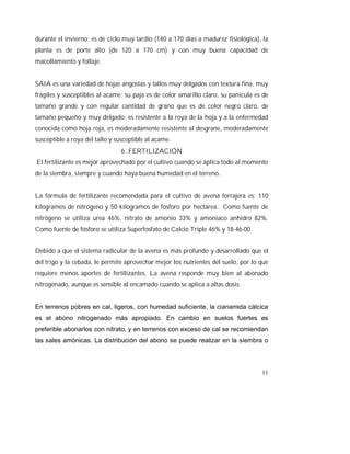 11
durante el invierno; es de ciclo muy tardío (140 a 170 días a madurez fisiológica), la
planta es de porte alto (de 120 a 170 cm) y con muy buena capacidad de
macollamiento y follaje.
SAIA es una variedad de hojas angostas y tallos muy delgados con textura fina, muy
frágiles y susceptibles al acame; su paja es de color amarillo claro, su panícula es de
tamaño grande y con regular cantidad de grano que es de color negro claro, de
tamaño pequeño y muy delgado; es resistente a la roya de la hoja y a la enfermedad
conocida como hoja roja, es moderadamente resistente al desgrane, moderadamente
susceptible a roya del tallo y susceptible al acame.
6. FERTILIZACIÓN
El fertilizante es mejor aprovechado por el cultivo cuando se aplica todo al momento
de la siembra, siempre y cuando haya buena humedad en el terreno.
La fórmula de fertilizante recomendada para el cultivo de avena forrajera es: 110
kilogramos de nitrógeno y 50 kilogramos de fósforo por hectárea. Como fuente de
nitrógeno se utiliza urea 46%, nitrato de amonio 33% y amoniaco anhidro 82%.
Como fuente de fósforo se utiliza Superfosfato de Calcio Triple 46% y 18-46-00.
Debido a que el sistema radicular de la avena es más profundo y desarrollado que el
del trigo y la cebada, le permite aprovechar mejor los nutrientes del suelo, por lo que
requiere menos aportes de fertilizantes. La avena responde muy bien al abonado
nitrogenado, aunque es sensible al encamado cuando se aplica a altas dosis.
En terrenos pobres en cal, ligeros, con humedad suficiente, la cianamida cálcica
es el abono nitrogenado más apropiado. En cambio en suelos fuertes es
preferible abonarlos con nitrato, y en terrenos con exceso de cal se recomiendan
las sales amónicas. La distribución del abono se puede realizar en la siembra o
 