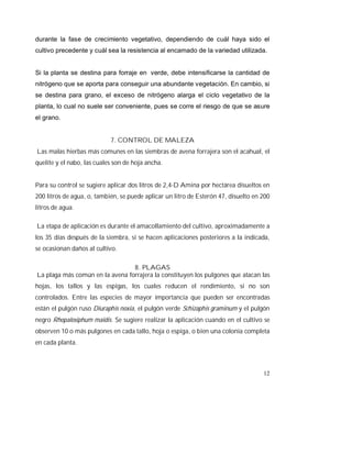 12
durante la fase de crecimiento vegetativo, dependiendo de cuál haya sido el
cultivo precedente y cuál sea la resistencia al encamado de la variedad utilizada.
Si la planta se destina para forraje en verde, debe intensificarse la cantidad de
nitrógeno que se aporta para conseguir una abundante vegetación. En cambio, si
se destina para grano, el exceso de nitrógeno alarga el ciclo vegetativo de la
planta, lo cual no suele ser conveniente, pues se corre el riesgo de que se asure
el grano.
7. CONTROL DE MALEZA
Las malas hierbas más comunes en las siembras de avena forrajera son el acahual, el
quelite y el nabo, las cuales son de hoja ancha.
Para su control se sugiere aplicar dos litros de 2,4-D Amina por hectárea disueltos en
200 litros de agua, o, también, se puede aplicar un litro de Esterón 47, disuelto en 200
litros de agua.
La etapa de aplicación es durante el amacollamiento del cultivo, aproximadamente a
los 35 días después de la siembra, si se hacen aplicaciones posteriores a la indicada,
se ocasionan daños al cultivo.
8. PLAGAS
La plaga más común en la avena forrajera la constituyen los pulgones que atacan las
hojas, los tallos y las espigas, los cuales reducen el rendimiento, si no son
controlados. Entre las especies de mayor importancia que pueden ser encontradas
están el pulgón ruso Diuraphis noxia, el pulgón verde Schizaphis graminum y el pulgón
negro Rhopalosiphum maidis. Se sugiere realizar la aplicación cuando en el cultivo se
observen 10 o más pulgones en cada tallo, hoja o espiga, o bien una colonia completa
en cada planta.
 