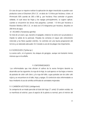 13
En caso de que se requiera realizar la aplicación de algún insecticida se pueden usar
productos como el Diazinon 25% C.E. en dosis de 1.0 litros por hectárea, ó bien, el
Pirimicarb 50% usando de 300 a 500 g por hectárea. Para controlar el gusano
soldado, el cual ataca las hojas y las espigas principalmente, se sugiere aplicar,
cuando se encuentren las larvas más pequeñas, Lannate 1.0 litro por hectárea o
Paratión Metílico 50% C.E. en dosis de 0.75 kilogramos por hectárea, disueltos en
200 litros de agua.
8.1 ACARO (Tarsonemus apirifex)
Se trata de un ácaro, que, durante el espigado, endurece la vaina con sus picaduras e
impide la salida de la panícula. Pasadas las semanas el raquis sale enteramente
retorcido y las flores quedan estériles. Se controla con una buena preparación del
terreno y un abonado adecuado. En Canadá es una de las plagas más importantes.
8.2 GORGOJOS (Tychius sp.)
La avena sufre, en el granero, los ataques de gorgojos, aunque son bastante menos
intensos que en la alfalfa.
9. ENFERMEDADES
Las enfermedades que más afectan el cultivo de la avena forrajera durante su
desarrollo son las siguientes: la roya de la hoja, la cual aparece en las hojas a manera
de pústulas de color café claro; y la roya del tallo, cuyas pústulas son de color café
rojizo y se encuentran en el tallo, hoja y espigas. El control de estas enfermedades se
hace mediante el uso de semilla certificada de variedades mejoradas.
9.1 CARBÓN VESTIDO (Ustilago levis)
Se comporta de un modo parecido al tizón del trigo (T. caries). El carbón vestido, no
se manifiesta al exterior, pues el aspecto de la planta es normal, pero el interior del
 
