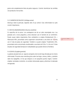 14
grano está completamente lleno de polvo negruzco. Control: desinfectar las semillas
con productos mercuriales.
9.2 CARBÓN DESNUDO (Ustilago avenae)
Destruye toda la panícula, dejando sólo el eje central. Esta enfermedad no suele
revestir importancia.
9.3 ROYA ANARANJADA (Puccina coronifera)
Es específica de la avena. Las uredosporas son de un color anaranjado vivo. Las
pústulas son a veces pequeñas y otras alcanzan casi el tamaño de un centímetro.
Puede causar daños importantes. Para combatirla se emplea Diclobutrazol 3% +
Mancozeb 40%, presentado como suspensión concentrada a una dosis de 1.5 l/ha
con 21 días de plazo de seguridad. También se puede emplear Triadimefon 25%,
presentado como concentrado emulsionable a una dosis de 0.50 a 1 L/ha con 15 días
de plazo de seguridad (tiempo de residualidades que pueden afectar al hombre).
9.4 OIDIO (Erysiphe graminis)
La planta atacada tiene un aspecto semejante al de la del trigo afectada por la misma
enfermedad. Presenta unas manchas grises sobre las hojas, vainas y tallos, y también
sobre las espiguillas, en las que después se ven pequeños puntos negros. Control:
emplear variedades resistentes, no sembrar demasiado espeso y disminuir el abonado
nitrogenado.
Comentario [JMR3]: ¿1 a 5 o
1.5?
 