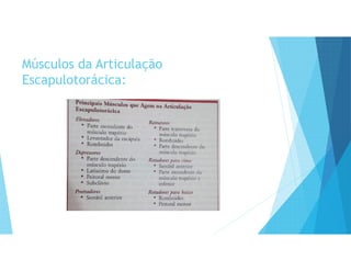 Músculos da Articulação
Escapulotorácica:
 