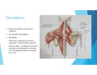 Elevadores:
 Parte ascendente do músculo
trapézio
 Levantador da escápula
 Rombóide
- Suportam a postura da cintura
escapular e extremidade superior
- Postura ideal – escápula levemente
elevada e relativamente retraída,
com cavidade glenóide levemente
pra cima
 