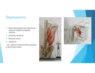 Depressores:
 Parte descendente do músculo do
músculo trapézio (trapézio
inferior)
 Latíssimo do dorso
 Peitoral menor
 Subclávio
- LD – deprimi indiretamente puxando
o úmero para baixo
 