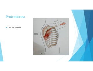 Protradores:
 Serrátil Anterior
 