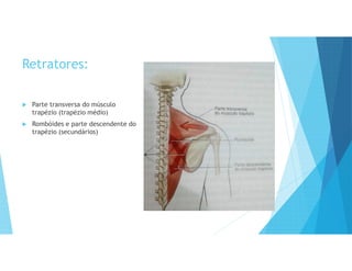 Retratores:
 Parte transversa do músculo
trapézio (trapézio médio)
 Rombóides e parte descendente do
trapézio (secundários)
 