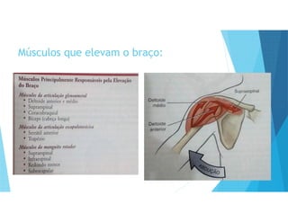 Músculos que elevam o braço:
 