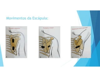 Movimentos da Escápula:
 