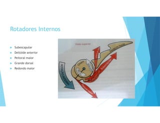 Rotadores Internos
 Subescapular
 Deltóide anterior
 Peitoral maior
 Grande dorsal
 Redondo maior
 