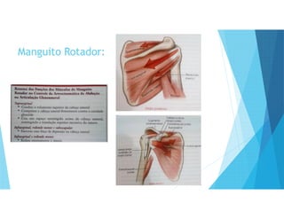 Manguito Rotador:
 
