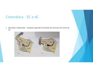 Cinemática – EC e AC
 Elevação e depressão – escápula seguindo inclinação da clavícula em torno da
EC
 