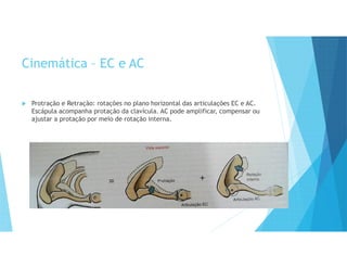 Cinemática – EC e AC
 Protração e Retração: rotações no plano horizontal das articulações EC e AC.
Escápula acompanha protação da clavícula. AC pode amplificar, compensar ou
ajustar a protação por meio de rotação interna.
 