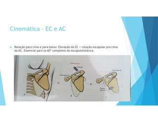 Cinemática – EC e AC
 Rotação para cima e para baixo: Elevação da EC + rotação escapular pra cima
da AC. Essencial para os 60º completos da escapulotorácica.
 