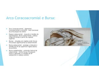 Arco Coracoacromial e Bursa:
 Arco coracoacromial – ligamento
coracoacromial e acrômio – teto funcional
da articulação do ombro
 Espaço subacromial – musculo e tendão do
Supraespinal, Bursa subacromial, cabeça
longa do bíceps e parte da cápsula
superior.
 Bursas – situadas em regiões onde forças
friccionais significativas se desenvolvem
 Bursa subacromial – protege o músculo e
tendão do SP da superfície rígida abaixo
do acrômio
 Bursa subdeltoídea – extensão lateral da
subacromial – limita forças friccionais
entre o deltoide e o tendão do SP
subjacente e cabeça umeral.
 