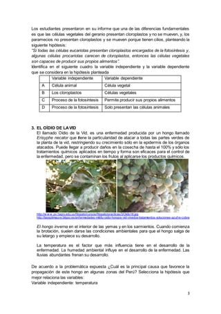 3
Los estudiantes presentaron en su informe que una de las diferencias fundamentales
es que las células vegetales del geranio presentan cloroplastos y no se mueven, y, los
paramecios no presentan cloroplastos y se mueven porque tienen cilios, planteando la
siguiente hipótesis:
“Si todas las células eucariotas presentan cloroplastos encargados de la fotosíntesis y,
algunas células procariotas carecen de cloroplastos, entonces las células vegetales
son capaces de producir sus propios alimentos”.
Identifica en el siguiente cuadro la variable independiente y la variable dependiente
que se considera en la hipótesis planteada
Variable independiente Variable dependiente
A Célula animal Célula vegetal
B Los cloroplastos Células vegetales
C Proceso de la fotosíntesis Permite producir sus propios alimentos
D Proceso de la fotosíntesis Solo presentan las células animales
3. EL OÍDIO DE LAVID
El llamado Oídio de la Vid, es una enfermedad producida por un hongo llamado
Erisyphe necator que tiene la particularidad de atacar a todas las partes verdes de
la planta de la vid, restringiendo su crecimiento sólo en la epidermis de los órganos
atacados. Puede llegar a producir daños en la cosecha de hasta el 100% y sólo los
tratamientos químicos aplicados en tiempo y forma son eficaces para el control de
la enfermedad, pero se contaminan los frutos al aplicarse los productos químicos.
http://w w w .pv.fagro.edu.uy/fitopato/cursos/fitopato/practicas/3/Oidio18.jpg
http://laseptimauve.bligoo.es/enfermedades-mildiu-oidio-hongos-vid-vinedos-tratamientos-soluciones-azufre-cobre
El hongo inverna en el interior de las yemas y en los sarmientos. Cuando comienza
la brotación, suelen darse las condiciones ambientales para que el hongo salga de
su letargo y empiece su desarrollo.
La temperatura es el factor que más influencia tiene en el desarrollo de la
enfermedad. La humedad ambiental influye en el desarrollo de la enfermedad. Las
lluvias abundantes frenan su desarrollo.
De acuerdo a la problemática expuesta ¿Cuál es la principal causa que favorece la
propagación de este hongo en algunas zonas del Perú? Selecciona la hipótesis que
mejor relaciona las variables:
Variable independiente: temperatura
 