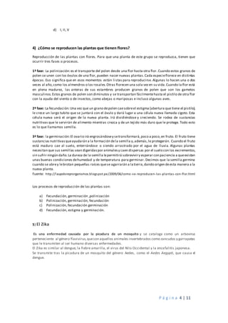 P á g i n a 4 | 11
d) I, II, V
4) ¿Cómo se reproducen las plantas que tienen flores?
Reproducción de las plantas con flores. Para que una planta de este grupo se reproduzca, tienen que
ocurrir tres fases o procesos.
1ª fase: La polinización:es el transporte del polen desde una flor hasta otra flor. Cuando estos granos de
polen se unen con los óvulos de una flor, pueden nacer nuevas plantas.Cada especieflorece en distintas
épocas. Eso significa que en esos momentos están listas para reproducirse. Algunas lo hacen una o dos
veces al año,como los almendros o los rosales.Otras florecen una sola vezen su vida.Cuando la flor está
en plena madurez, las anteras de sus estambres producen granos de polen que son los gametos
masculinos.Estos granos de polen son diminutos y se transportan fácilmentehasta el pistilo de otra flor
con la ayuda del viento o de insectos, como abejas o mariposas e incluso algunas aves.
2ª fase: La fecundación:Una vez que un grano depolen caesobreel estigma (abertura que tiene el pistilo),
le crece un largo tubito que se juntará con el óvulo y dará lugar a una célula nueva llamada cigoto. Esta
célula nueva será el origen de la nueva planta. Irá dividiéndose y creciendo. Se rodea de sustancias
nutritivas que le servirán de alimento mientras crezca y de un tejido más duro que le protege. Todo esto
es lo que llamamos semilla.
3ª fase: la germinación:El ovario irá engrosándosey setransformará,poco a poco,en fruto. El fruto tiene
sustancias nutritivasqueayudarán a la formación dela semilla y,además,le protegerán. Cuando el fruto
está maduro cae al suelo, enterrándose o siendo arrastrado por el agua de lluvia. Algunas plantas
necesitan que sus semillas sean digeridaspor animalesy caen dispersas por el suelo con los excrementos,
sin sufrir ningún daño.La dureza de la semilla lepermitirá sobreviviry esperar con paciencia a queexistan
unas buenas condiciones dehumedad y de temperatura para germinar. Decimos que la semilla germina
cuando se abrey lebrotan pequeñas raíces quese agarrarán a latierra,dando origen deesta manera a la
nueva planta.
Fuente: http://laupoloreprorganismos.blogspot.pe/2009/06/como-se-reproducen-las-plantas-con-flor.html
Los procesos de reproducción de las plantas son:
a) Fecundación, germinación ,polinización
b) Polinización, germinación, fecundación
c) Polinización, fecundación germinación
d) Fecundación, estigma y germinación.
5) El Zika
Es una enfermedad causada por la picadura de un mosquito y se cataloga como un arbovirus
perteneciente al género flavivirus,queson aquellos animales invertebrados como zancudos y garrapatas
que le transmiten al ser humano diversas enfermedades.
El Zika es similar al dengue, la fiebre amarilla, el virus del Nilo Occidental y la encefalitis japonesa.
Se transmite tras la picadura de un mosquito del género Aedes, como el Aedes Aegypti, que causa el
dengue.
 