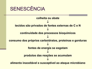 SENESCÊNCIA
colheita ou abate
↓
tecidos são privados de fontes externas de C e N
↓
continuidade dos processos bioquímicos
↓
consumo dos próprios carboidratos, proteínas e gorduras
↓
fontes de energia se esgotam
↓
produtos das reações se acumulam
↓
alimento inaceitável e susceptível ao ataque microbiano
 