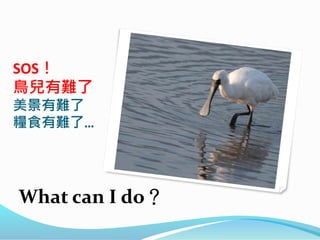 SOS！
鳥兒有難了
美景有難了
糧食有難了…
What can I do？
 