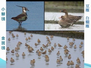 小
辮
鴴
金
斑
鴴
豆
雁
白
額
雁
 