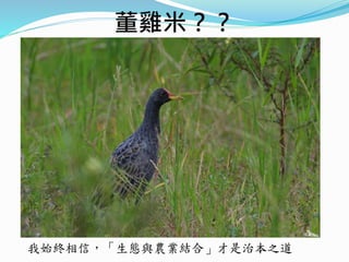 董雞米？？
我始終相信，「生態與農業結合」才是治本之道
 