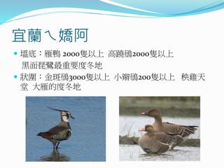 宜蘭ㄟ嬌阿
 塭底：雁鴨 2000隻以上 高蹺鴴2000隻以上
黑面琵鷺最重要度冬地
 狀圍：金斑鴴3000隻以上 小辮鴴200隻以上 秧雞天
堂 大雁的度冬地
 