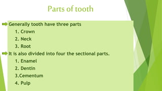 Parts of tooth
Generally tooth have three parts
1. Crown
2. Neck
3. Root
It is also divided into four the sectional parts.
1. Enamel
2. Dentin
3.Cementum
4. Pulp
 
