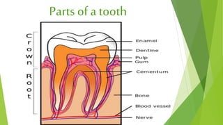 Parts of a tooth
 
