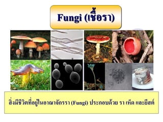 Fungi (เชื้อรา)
สิ่งมีชีวิตที่อยู่ในอาณาจักรรา (Fungi) ประกอบด้วย รา เห็ด และยีสต์
 