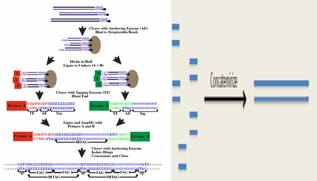 transcriptomics-approaches-ppt