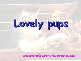 Lovely pups Elvis singing ‘ Your time has come yet, baby  ‘ 