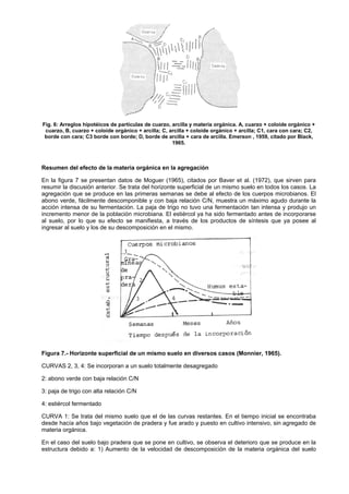 Fig. 6: Arreglos hipotéicos de partículas de cuarzo, arcilla y materia orgánica. A, cuarzo + coloide orgánico +
 cuarzo, B, cuarzo + coloide orgánico + arcilla; C, arcilla + coloide orgánico + arcilla; C1, cara con cara; C2,
 borde con cara; C3 borde con borde; D, borde de arcilla + cara de arcilla. Emerson , 1959, citado por Black,
                                                     1965.



Resumen del efecto de la materia orgánica en la agregación

En la figura 7 se presentan datos de Moguer (1965), citados por Baver et al. (1972), que sirven para
resumir la discusión anterior. Se trata del horizonte superficial de un mismo suelo en todos los casos. La
agregación que se produce en las primeras semanas se debe al efecto de los cuerpos microbianos. El
abono verde, fácilmente descomponible y con baja relación C/N, muestra un máximo agudo durante la
acción intensa de su fermentación. La paja de trigo no tuvo una fermentación tan intensa y produjo un
incremento menor de la población microbiana. El estiércol ya ha sido fermentado antes de incorporarse
al suelo, por lo que su efecto se manifiesta, a través de los productos de síntesis que ya posee al
ingresar al suelo y los de su descomposición en el mismo.




Figura 7.- Horizonte superficial de un mismo suelo en diversos casos (Monnier, 1965).

CURVAS 2, 3, 4: Se incorporan a un suelo totalmente desagregado

2: abono verde con baja relación C/N

3: paja de trigo con alta relación C/N

4: estiércol fermentado

CURVA 1: Se trata del mismo suelo que el de las curvas restantes. En el tiempo inicial se encontraba
desde hacía años bajo vegetación de pradera y fue arado y puesto en cultivo intensivo, sin agregado de
materia orgánica.

En el caso del suelo bajo pradera que se pone en cultivo, se observa el deterioro que se produce en la
estructura debido a: 1) Aumento de la velocidad de descomposición de la materia orgánica del suelo
 