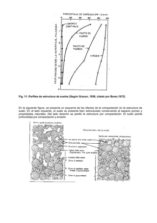Fig. 11. Perfiles de estructura de suelos (Según Gracen, 1958, citado por Baver,1972)



En la siguiente figura, se presenta un esquema de los efectos de la compactación en la estructura de
suelo. En el lado izquierdo, el suelo se presenta bien estructurado conservando el espacio poroso y
propiedades naturales. Del lado derecho se perdió la estructura por compactación. El suelo pierde
profundidad por compactación y erosión.
 
